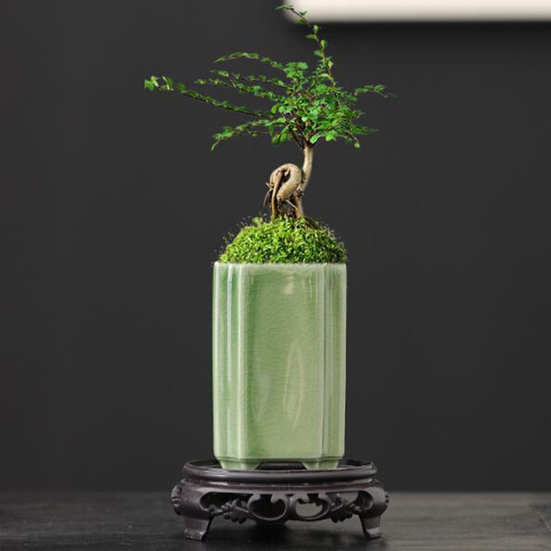 Bonsai Garden Art - Quadratischer Seladon-verglaster Orchideen-Blumentopf aus Porzellan, Bonsai-Vase,