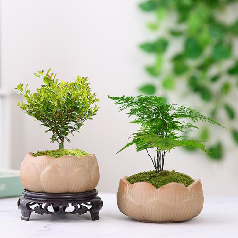 Grobe Keramik Lotus grün Blume – Bonsai Garden Art Bewertung und Preis
