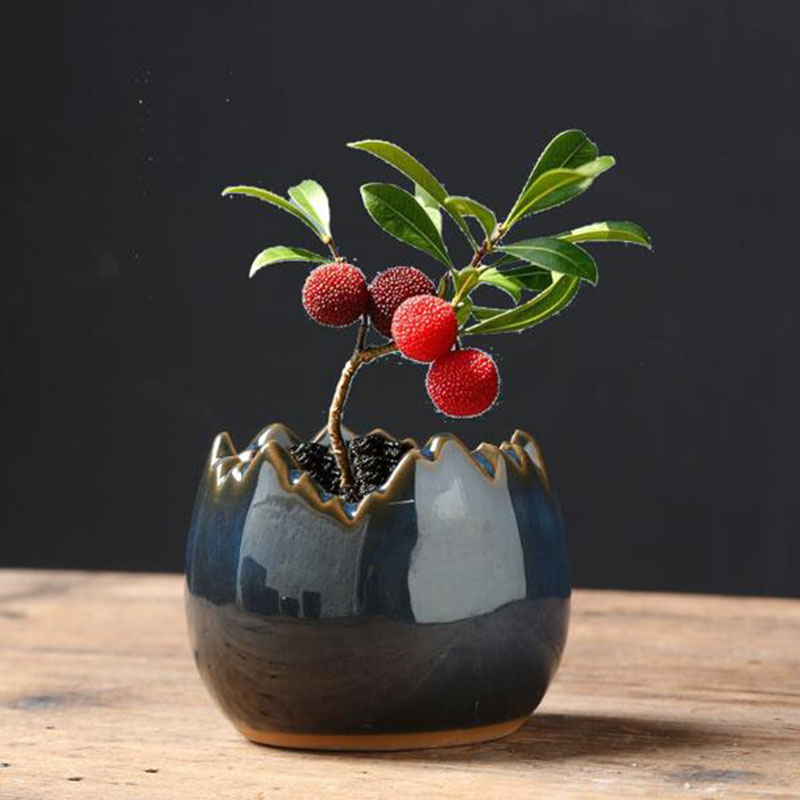 Keramik-Blumentopf mit Glasier – Bonsai Garden Art Bewertung und Preis