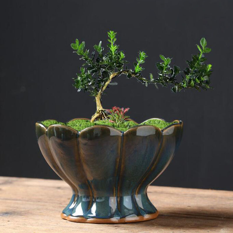 Keramik-Blumentopf mit Glasier – Bonsai Garden Art Bewertung und Preis
